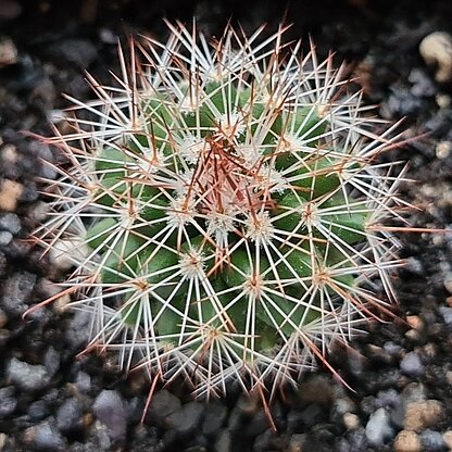 Mammillaria ernestii