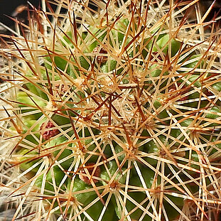 Mammillaria ernestii