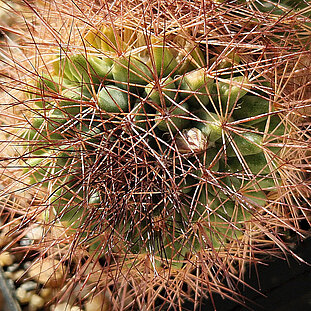 Mammillaria brandegeei