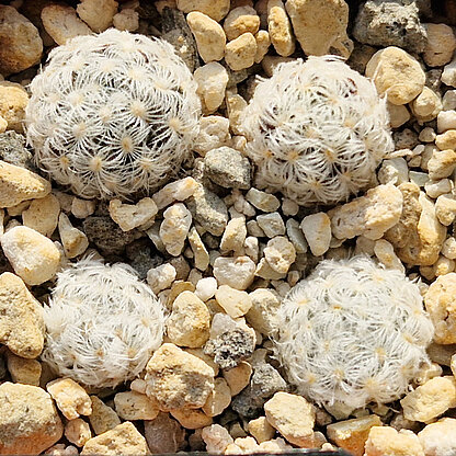 Mammillaria duwei
