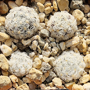 Mammillaria duwei