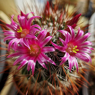 Mammillaria hamata