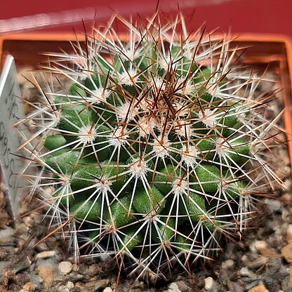 Mammillaria ernestii