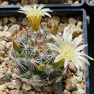 Mammillaria nana