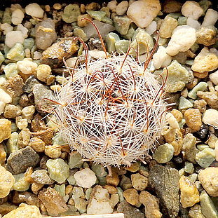 Mammillaria nana