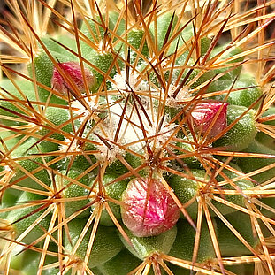 Mammillaria ernestii