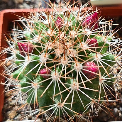 Mammillaria ernestii