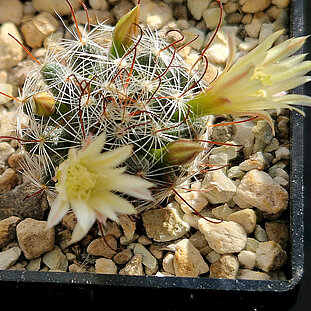 Mammillaria nana