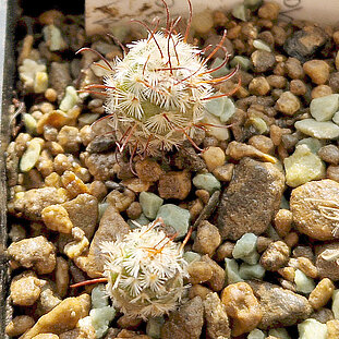 Mammillaria perezdelarosa