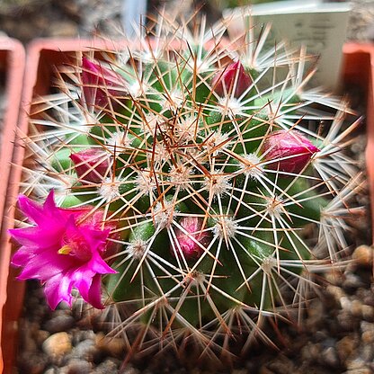 Mammillaria ernestii