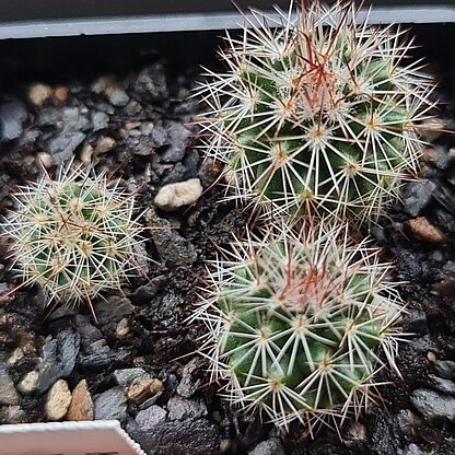 Mammillaria ernestii