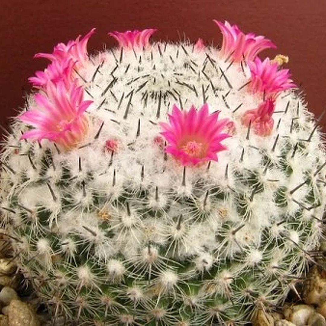 Mammillaria acanthophlegma