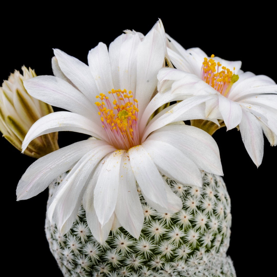 Mammillaria albiflora