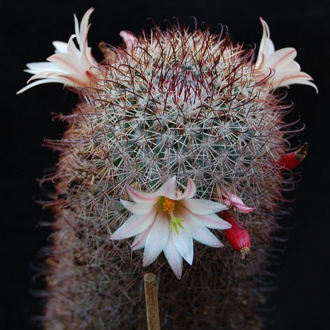 Cochemiea angelensis