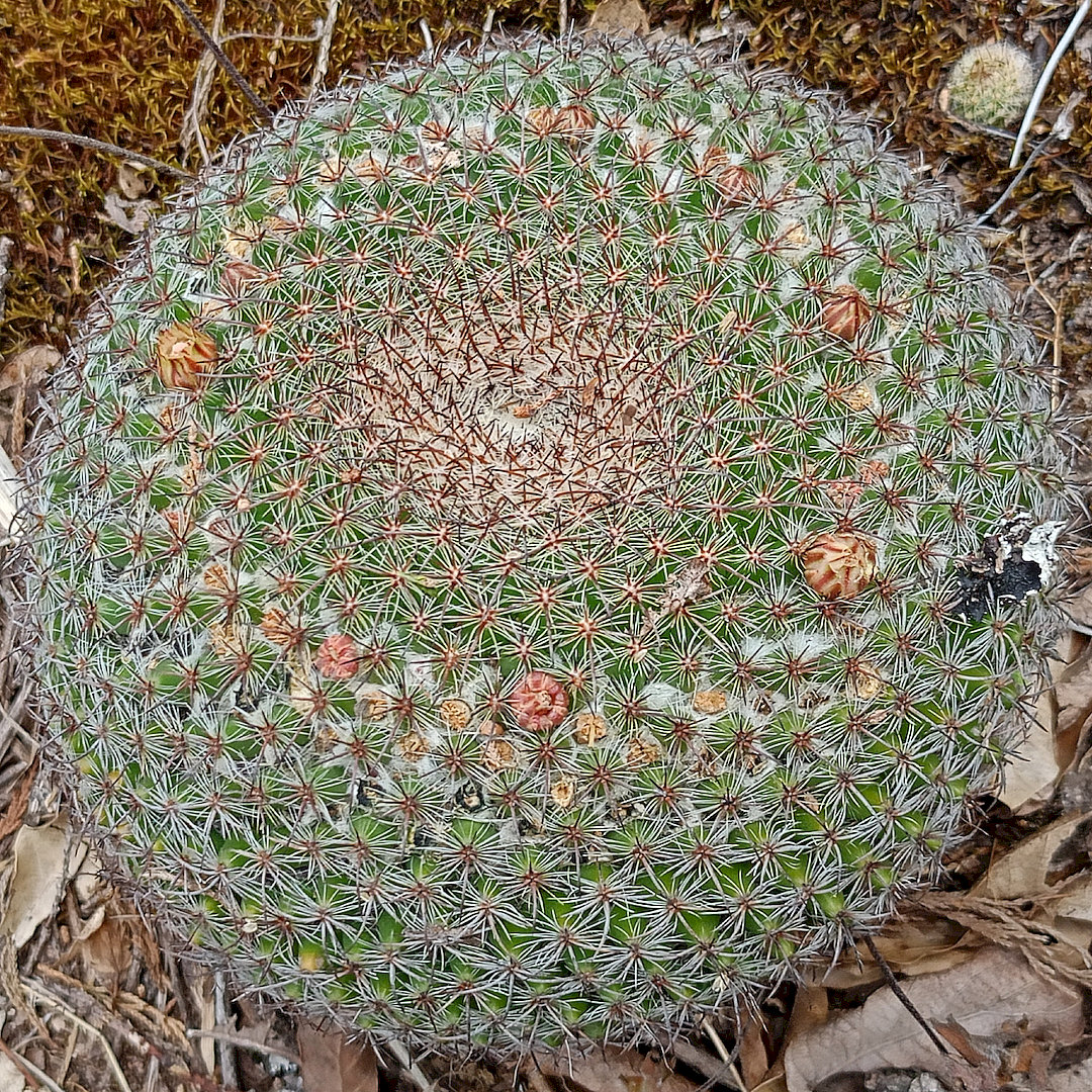 Mammillaria ariasii