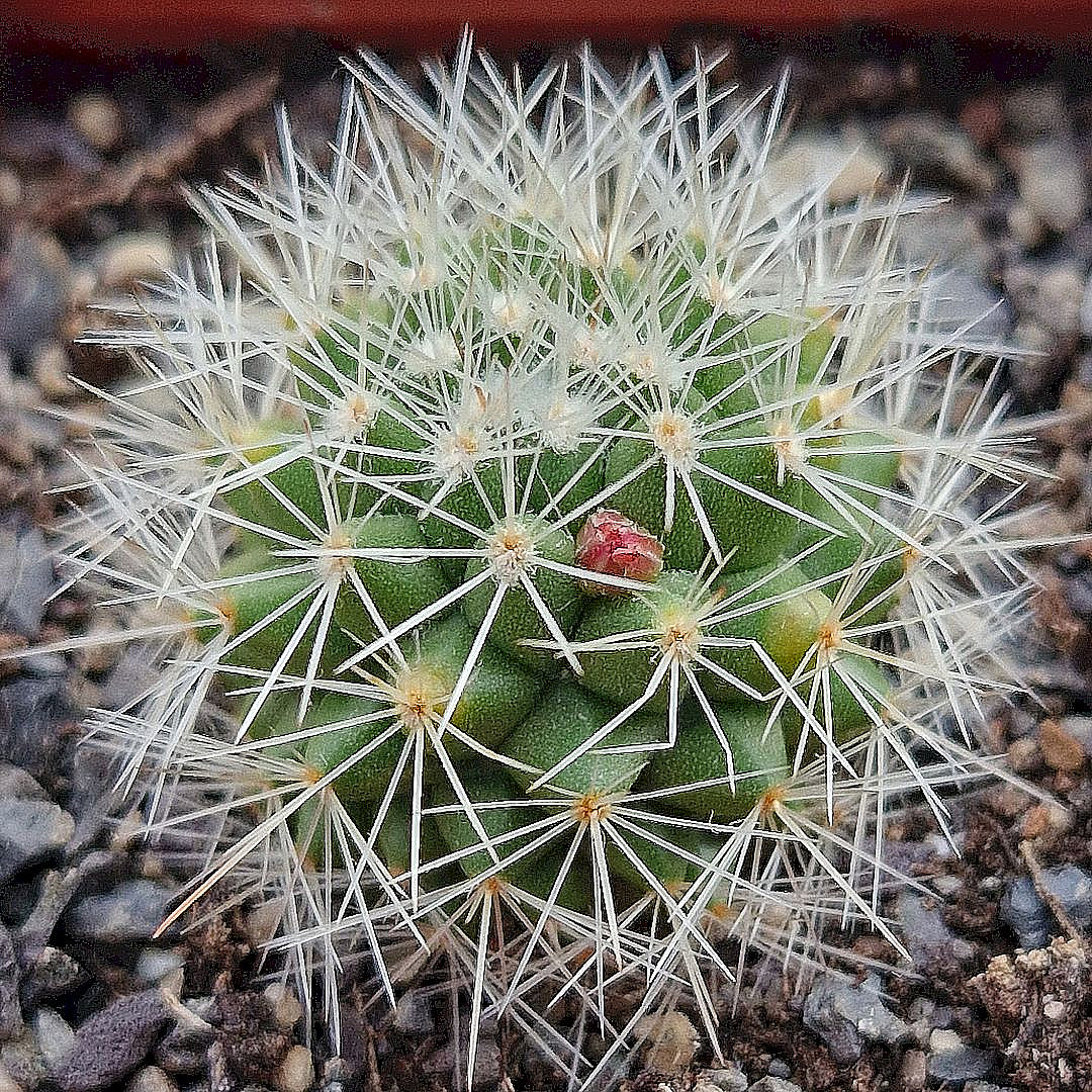 Mammillaria bella