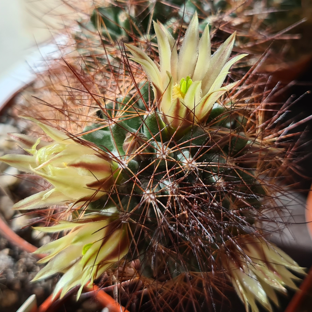 Mammillaria brandegeei