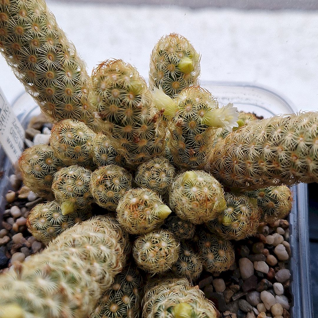 Mammillaria elongata