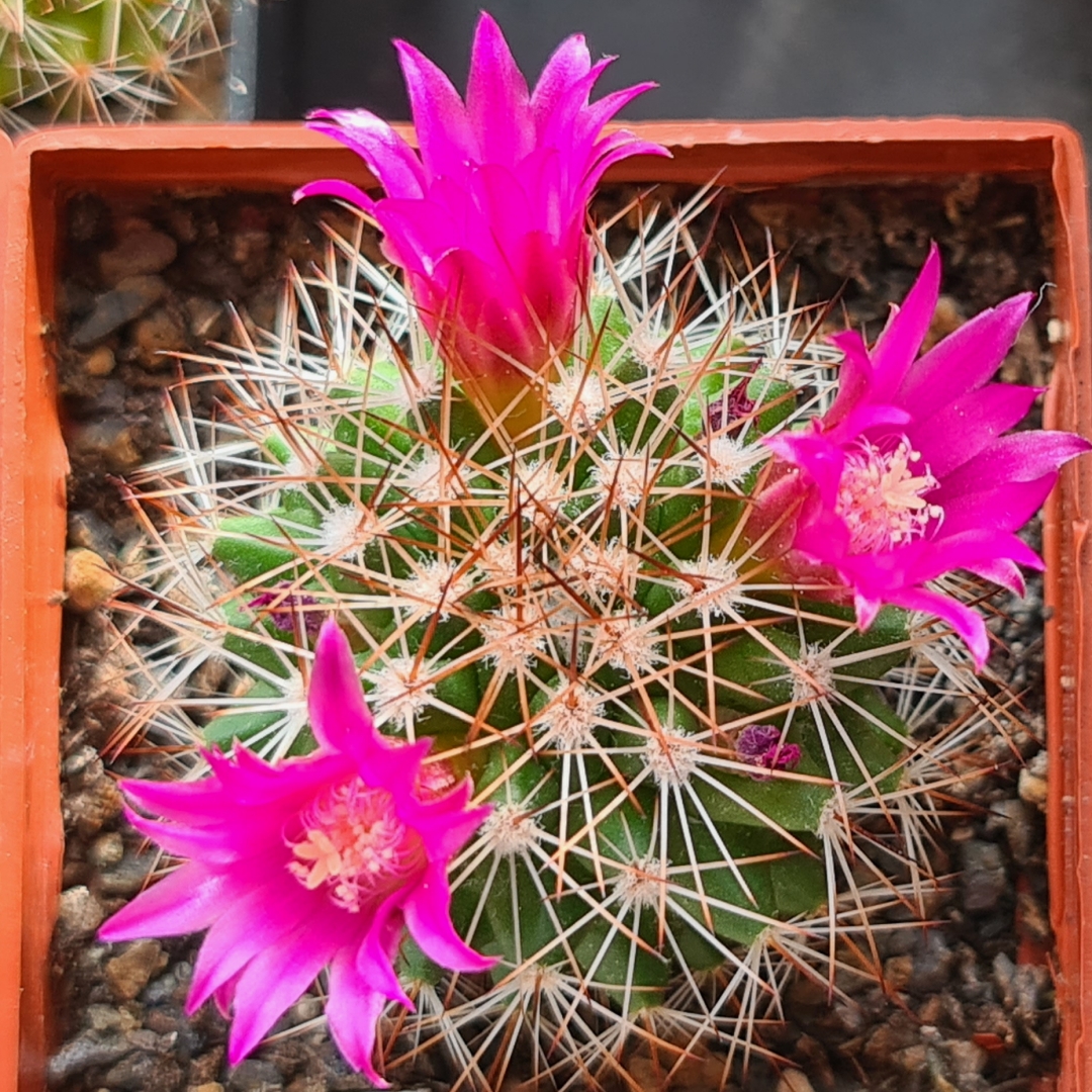 Mammillaria ernestii