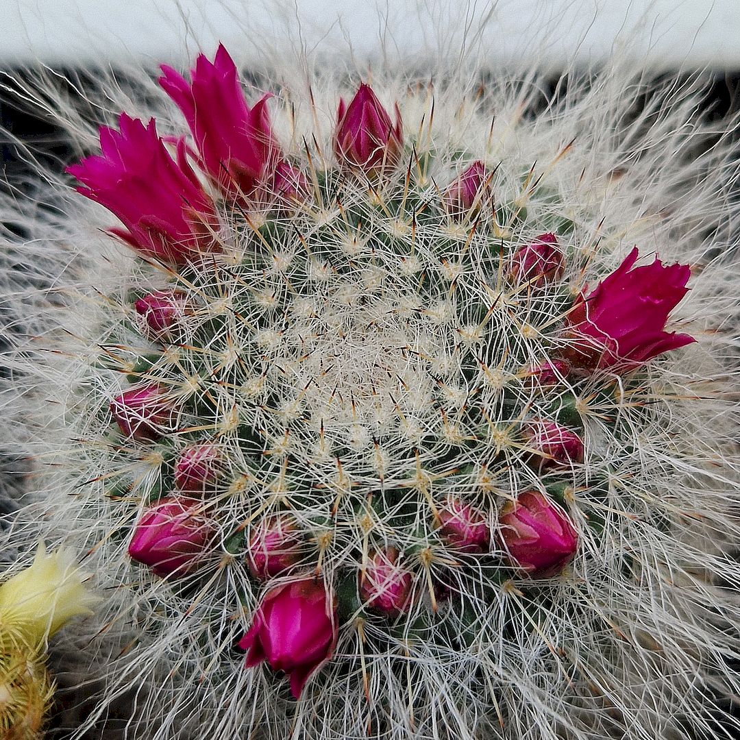 Mammillaria hahniana