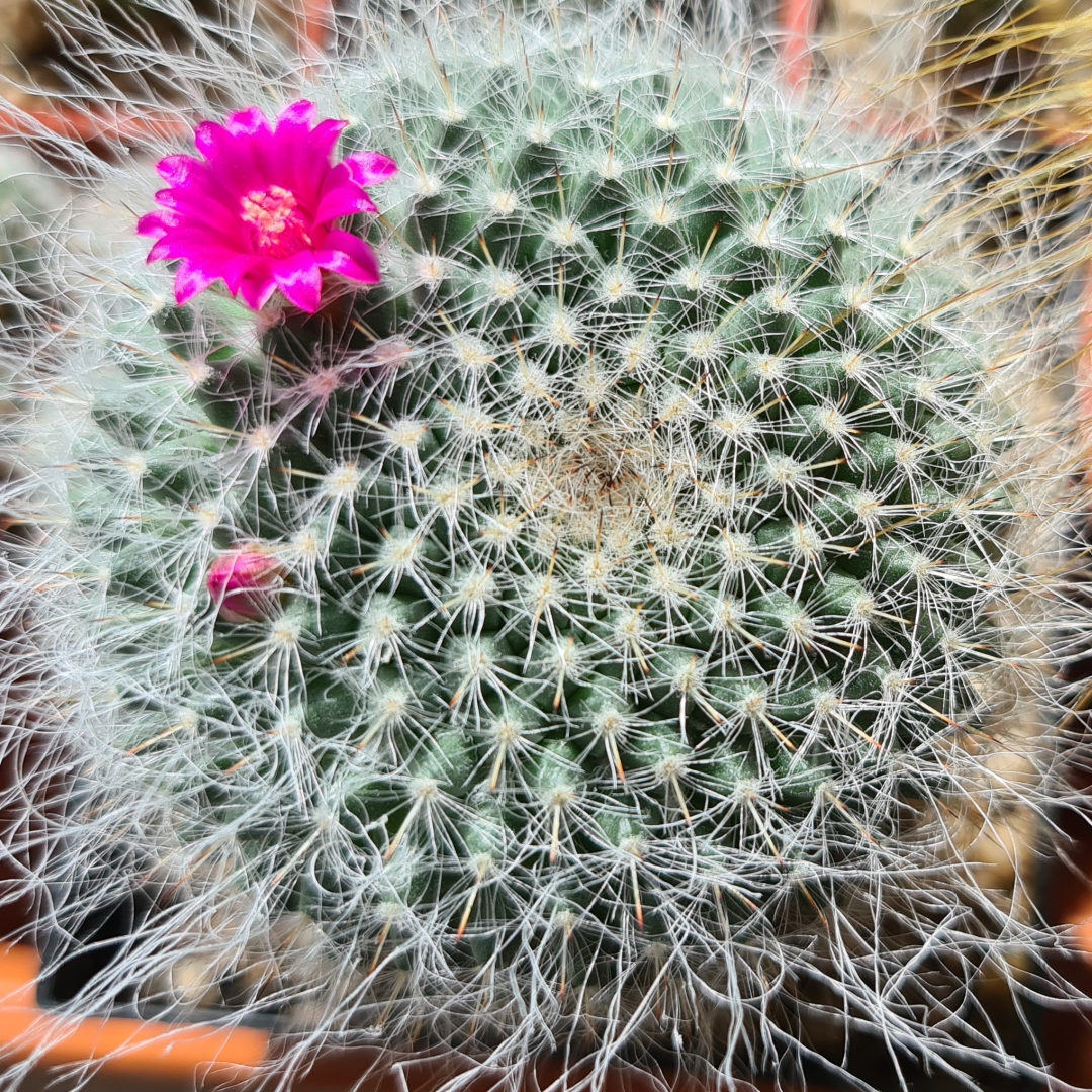Mammillaria hahniana
