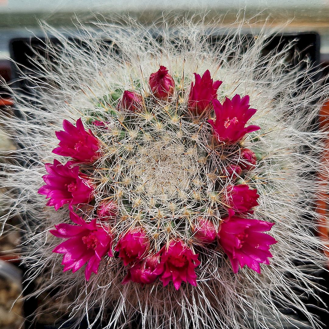 Mammillaria hahniana