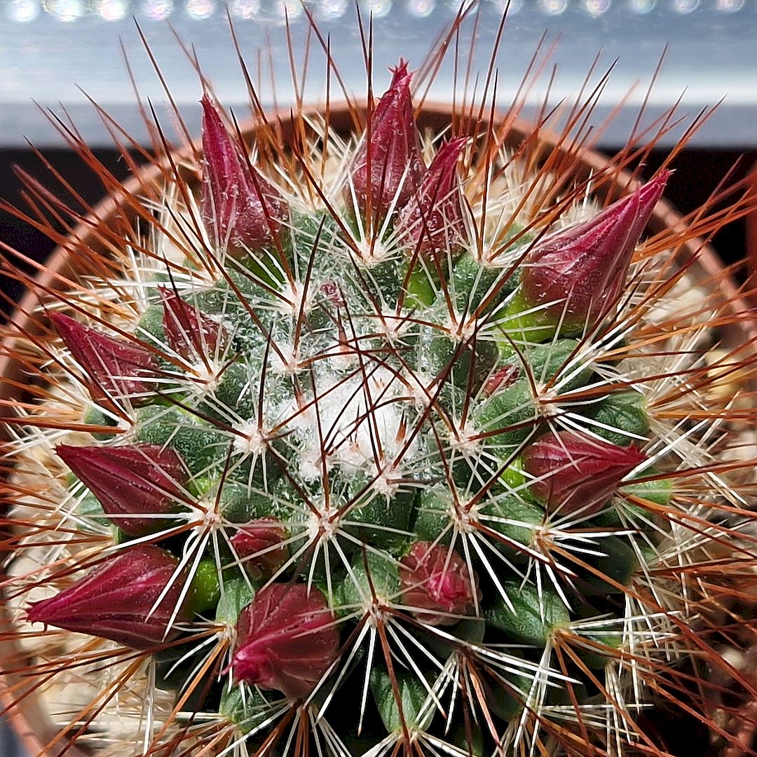 Mammillaria hamata