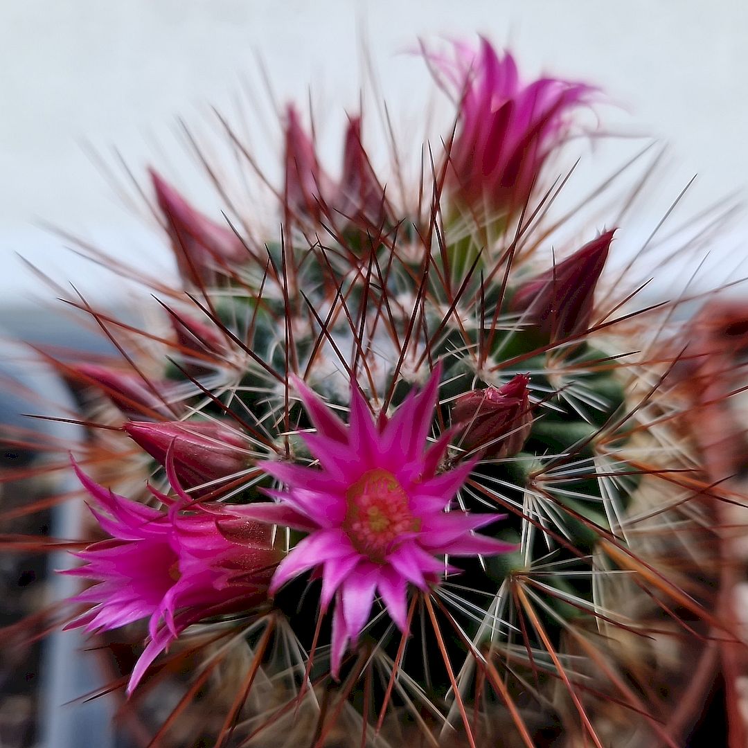 Mammillaria hamata