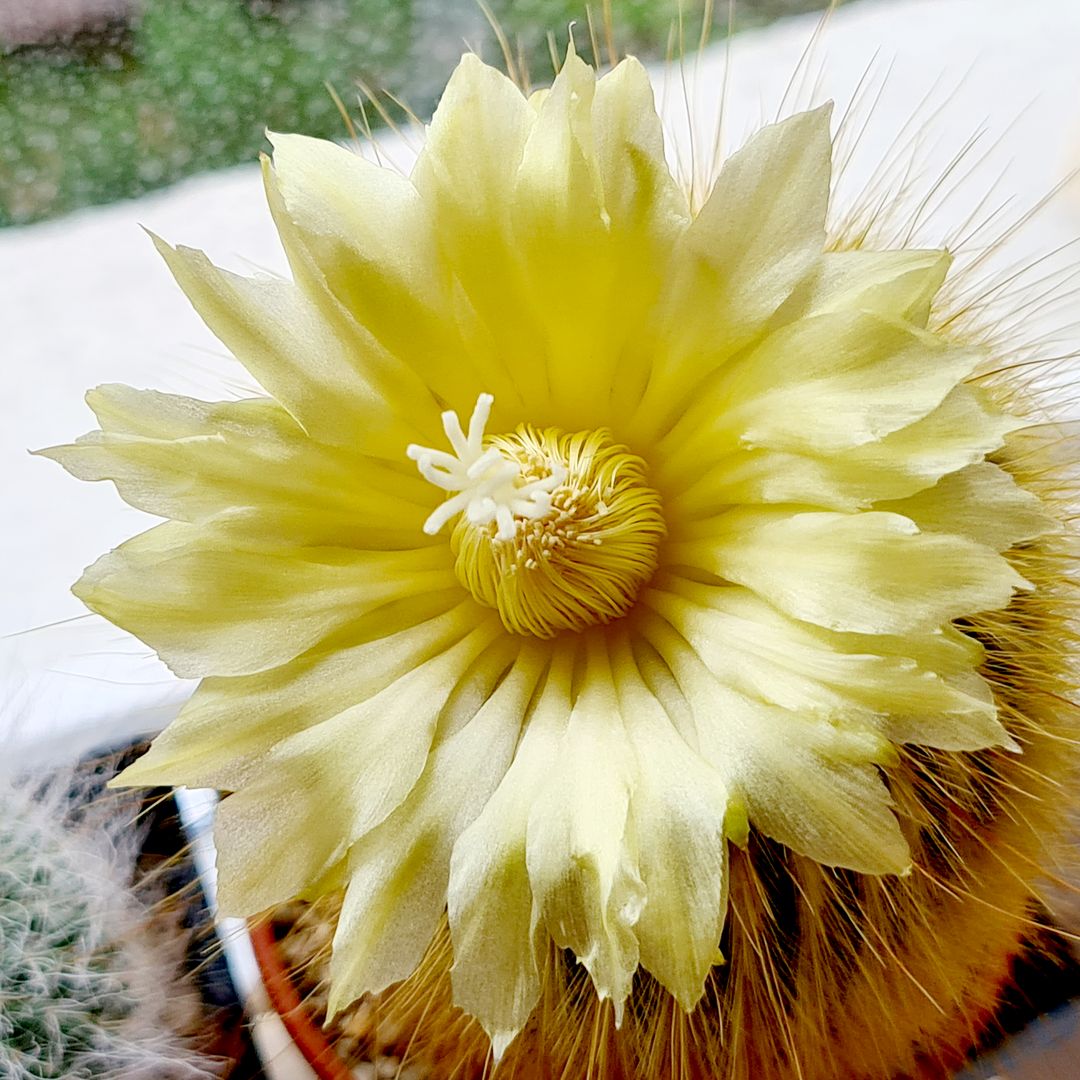 Notocactus leninghausii